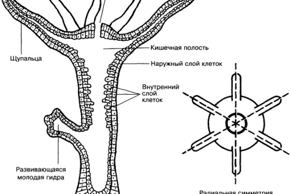 Кракен ссылка тор браузер